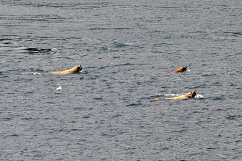 Melanie Heinrich Images - Alaska